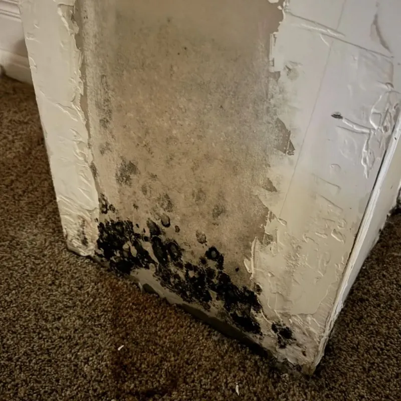 Professional Mold Removal in Hastings, PA